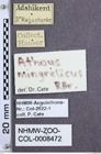 Etikette zu Athous mingrelicus (NHMW-ZOO-COL-0008472)